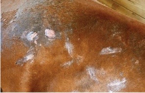 dermite estivale plaques rouges cheval 